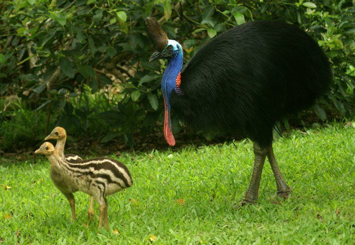 Птица казуар фото Pin by Kathy Teixeira on Cute creatures Cassowary, Animals, Dangerous animals