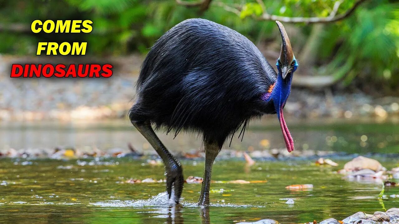 Птица казуар фото Cassowary, The Deadliest Bird In The World - YouTube