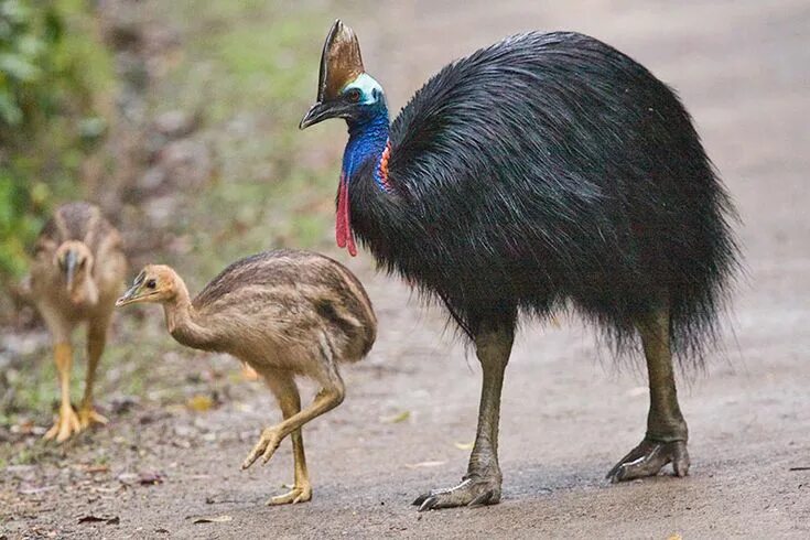 Птица казуар фото Southern Cassowary (Casuarius casuarius) Australia animals, Australian native an