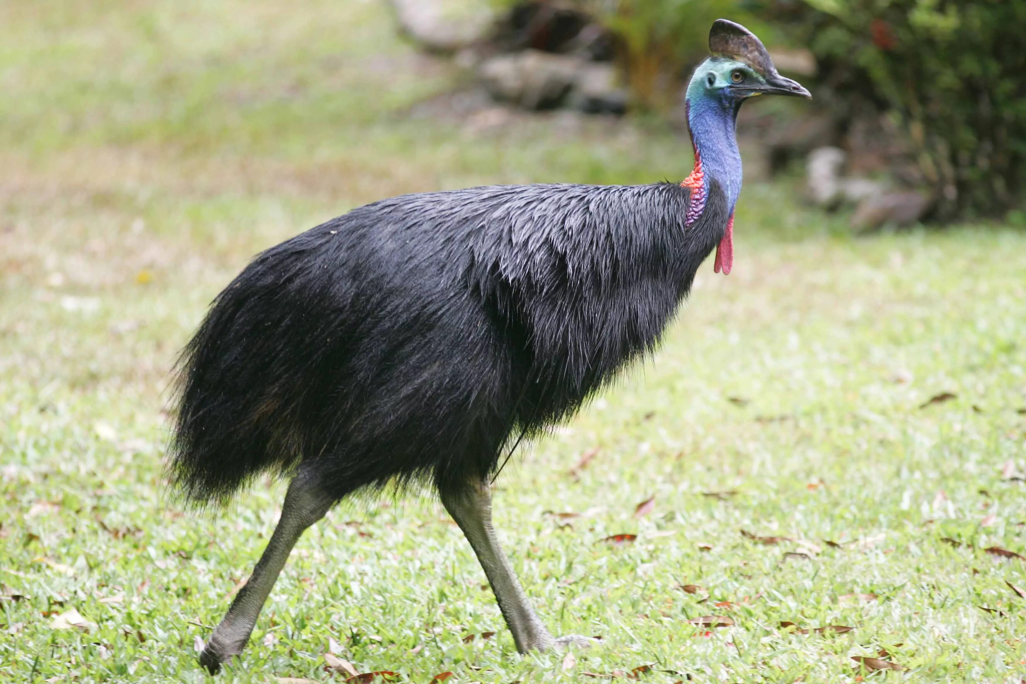 Птица казуар фото Southern Cassowary - Daintree Rainforest Lodge, Cape Tribulation, AU Сухарева ба