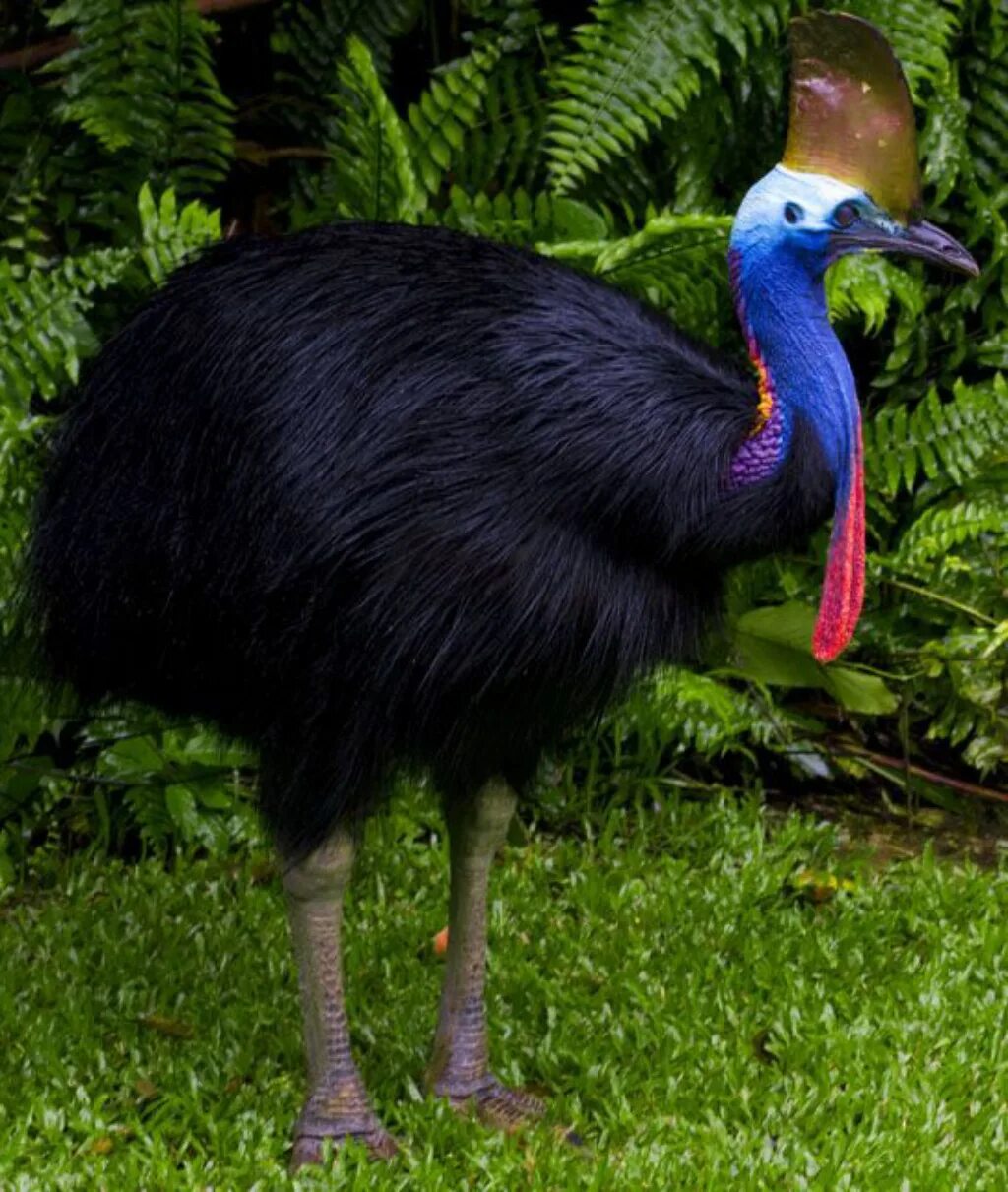 Птица казуар фото Southern Cassowary Zoo tycoon movie Wikia Fandom