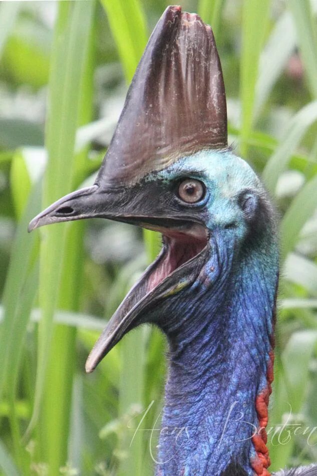 Птица казуар фото Emus & Mound builders - Wildlife Photography - Australia Cassowary, Weird animal