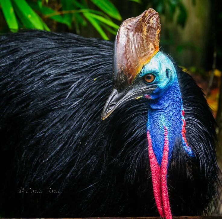 Птица казуар фото Cassoway.As tall as a person, with a high helmet on its head, a vivid blue neck 