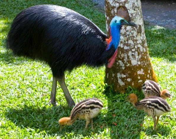 Птица казуар фото Australian native animals, Australian birds, Beautiful birds