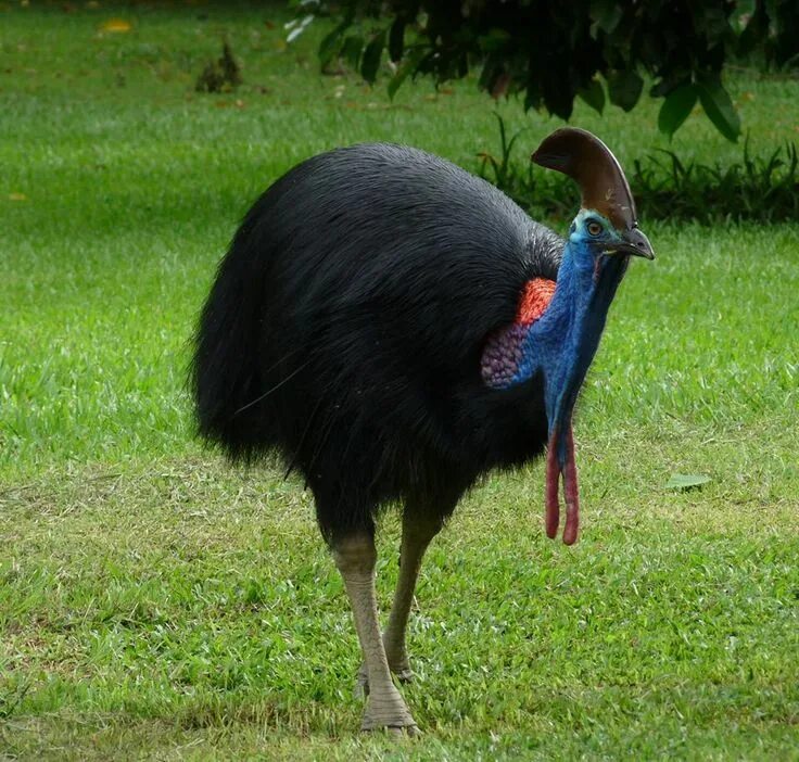 Птица казуар фото и описание Cassowary - The world's most dangerous bird according to the Guinness Book Of Wo