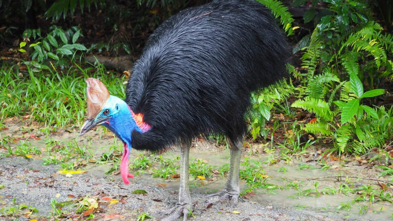 Птица казуар фото и описание 18 of The Most Interesting Rainforest Animals