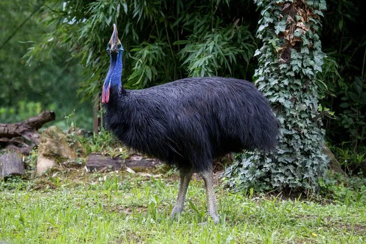 Птица казуар фото и описание 世 界 一 危 険 な 鳥"に 飼 い 主 襲 わ れ 死 亡 フ ロ リ ダ Big bird, Bird, Wildlife photography