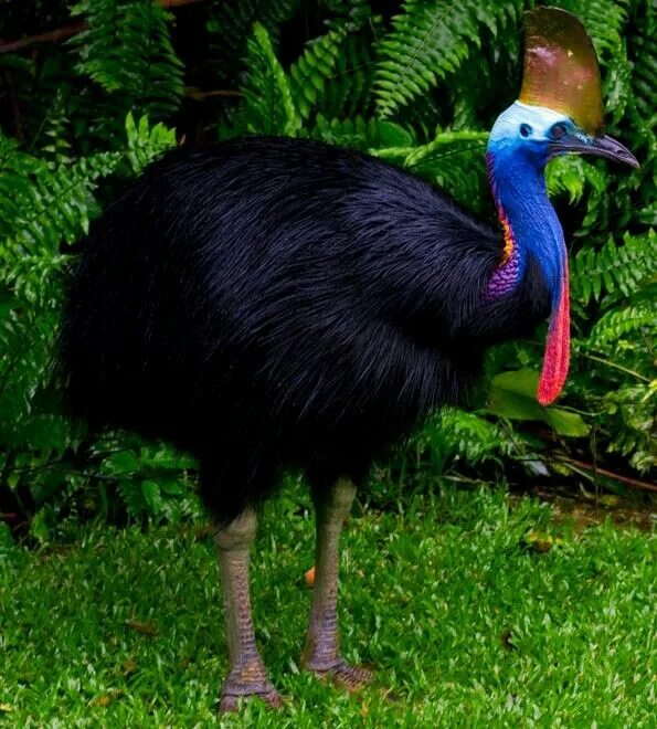 Птица казуар фото и описание Cassowary Australia animals, Cassowary bird, Flightless bird