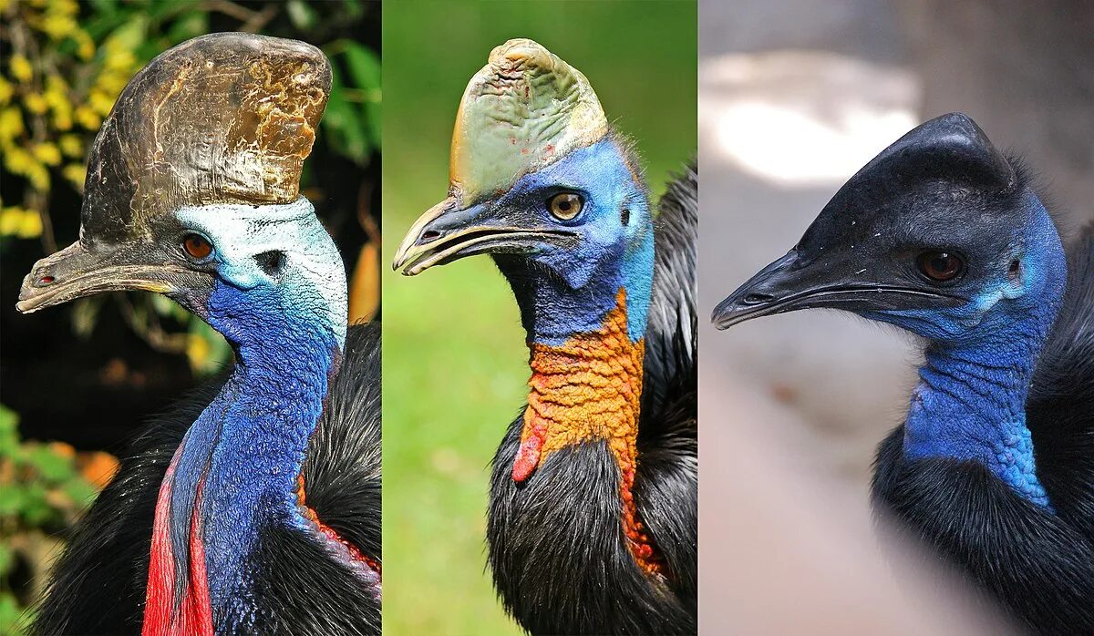 Птица казуар фото и описание Файл:Cassowary Diversity.jpg - Википедия