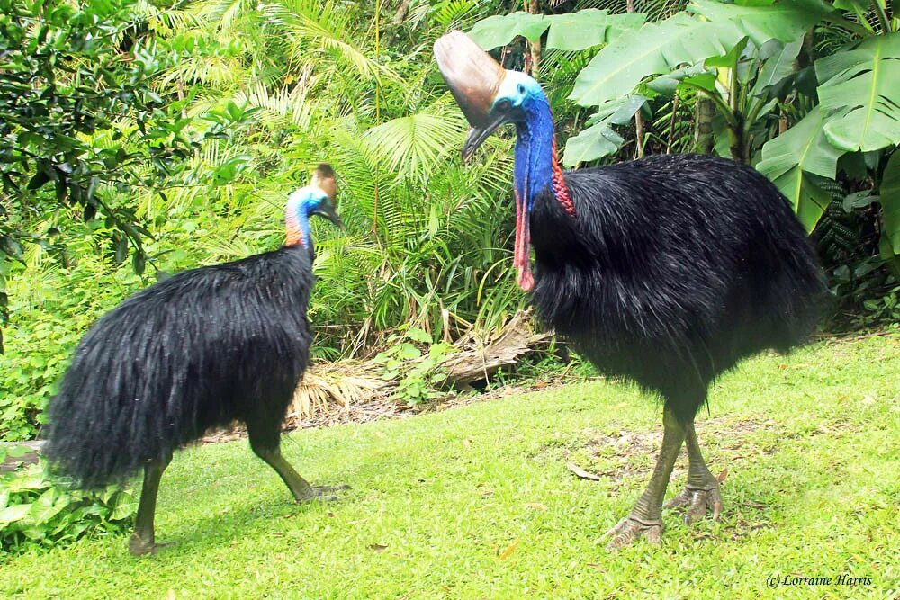 Птица казуар фото и описание Cassowary courtship When a pair of Southern Cassowaries, C. Flickr