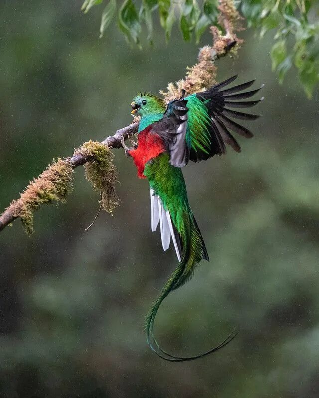 Птица кетцаль фото Resplendent Quetzal Most beautiful birds, Quetzal, Beautiful birds