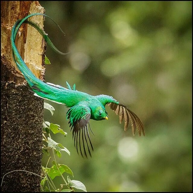 Птица кетцаль фото The resplendent quetzal. в 2020 г Тропические птицы, Животные, Природа