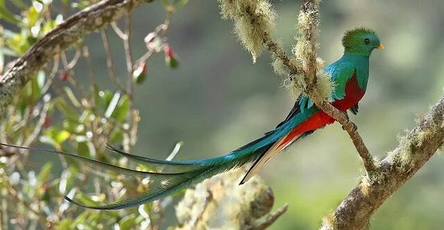 Птица кетцаль фото Costa Rica: Resplendent Quetzal Тропические птицы, Попугай, Разное