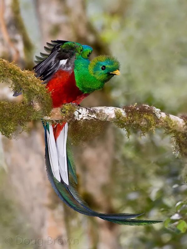 Птица кетцаль фото Resplendent Quetzal taking flight 새