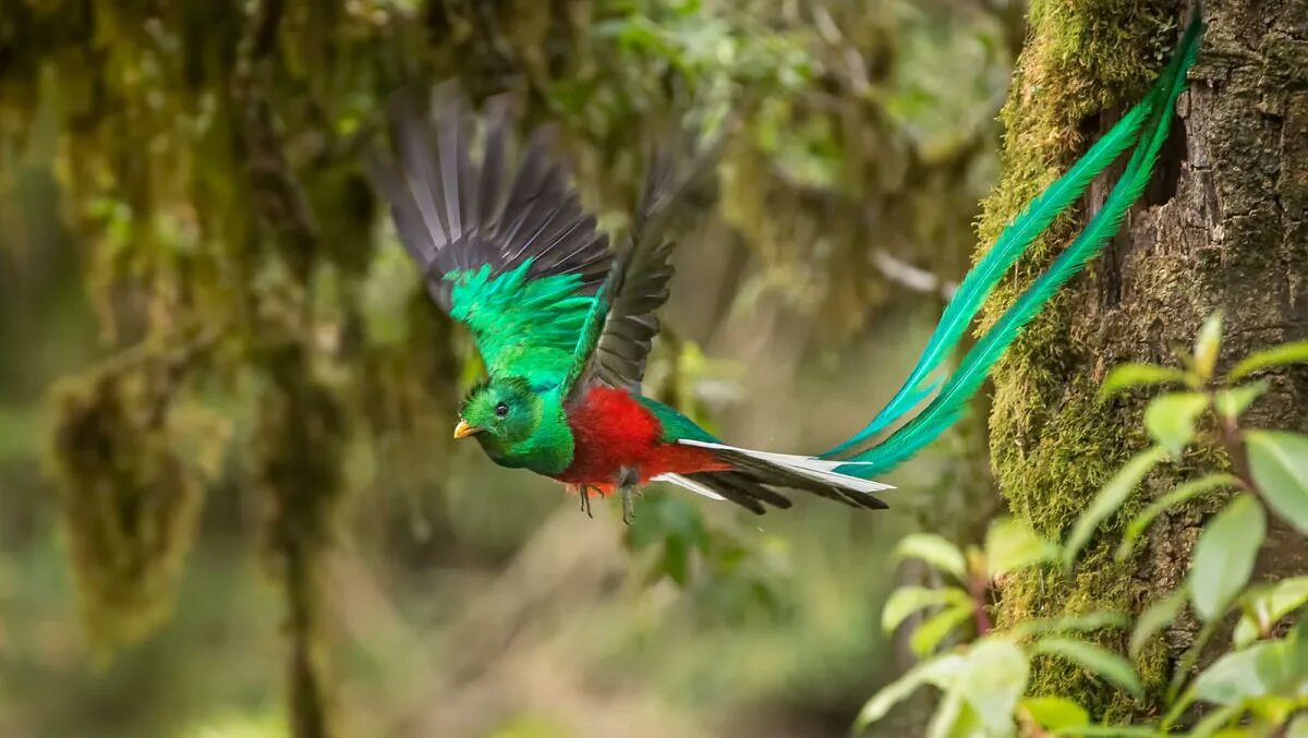 Птица кетцаль фото 5 Quetzal Species Flying in Central and South America