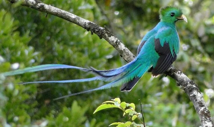 Птица кетцаль фото The Quetzal is a medium sized bird that is found inhabiting the moist, tropical 