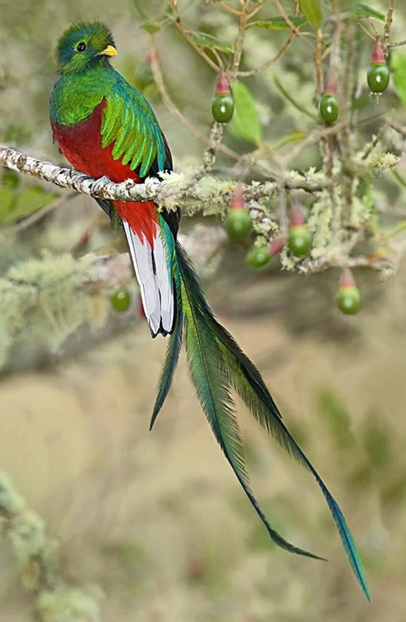 Птица кетцаль фото Resplendent Quetzal (Pharomacrus mocinno) at Savegre, Costa Rica Beautiful birds