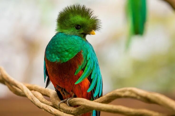 Птица кетцаль фото Afbeeldingsresultaat voor simbolos patrios de guatemala Exotic birds, Colorful b