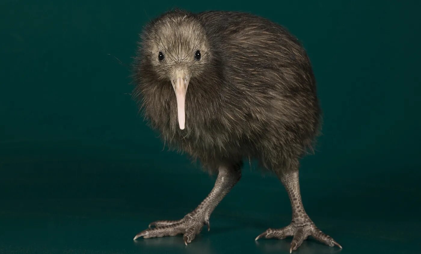 Птица киви фото North Island brown kiwi Smithsonian's National Zoo and Conservation Biology Inst