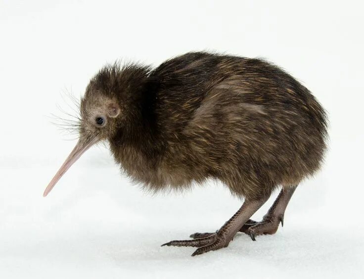 Птица киви фото How Baby Kiwis in Virginia Will Help Preserve an Ancient Maori Tradition Cute an