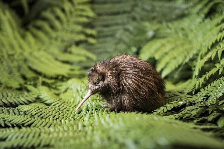 Птица киви фото Rainbow Springs Nature Park New zealand wildlife, Kiwi, New zealand