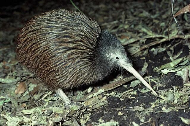 Птица киви фото North Island Brown Kiwi (Apteryx mantelli) Северный киви ? Pet birds, Birds, Kiw