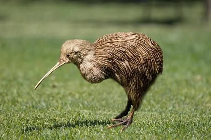 Птица киви фото Pin on Animals Kiwi bird, Kiwi (animal), Kiwi