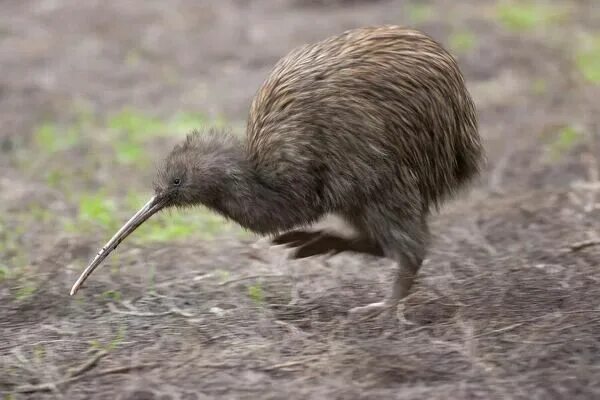 Птица киви фото Prints of Southern brown kiwi (Apteryx australis) primative flightless bird ende