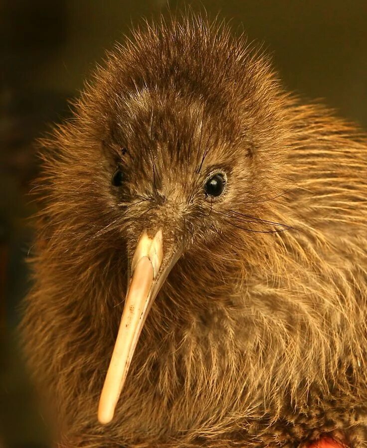 Птица киви фото Kiwi bird, Pet birds, Beautiful birds