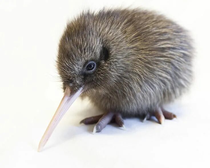 Птица киви фото и описание kiwi nz Baby kiwi, Kiwi bird, Pet birds