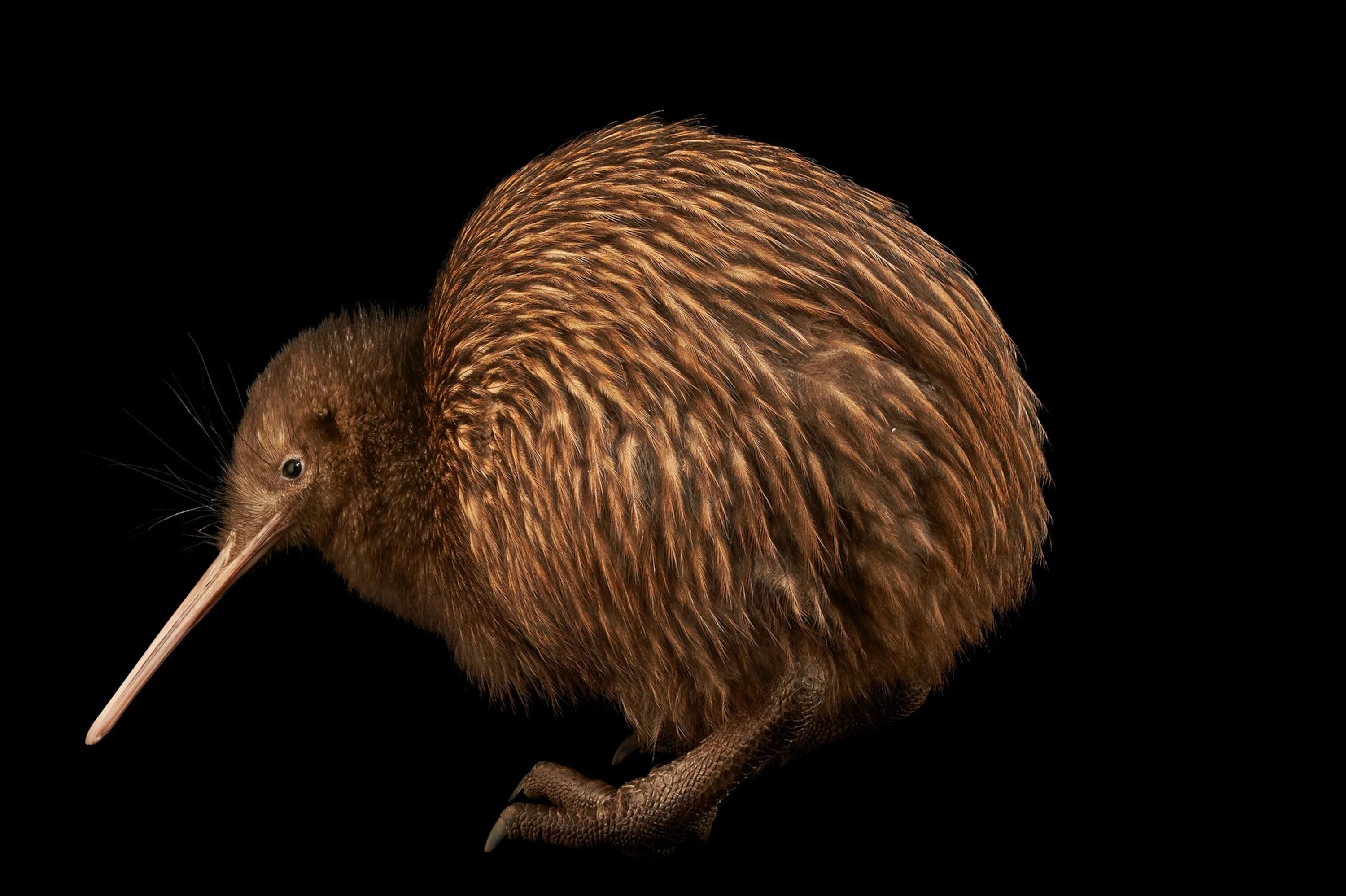 Птица киви фото и описание How New Zealand's Glaciers Shaped The Origin of the Kiwi Bird