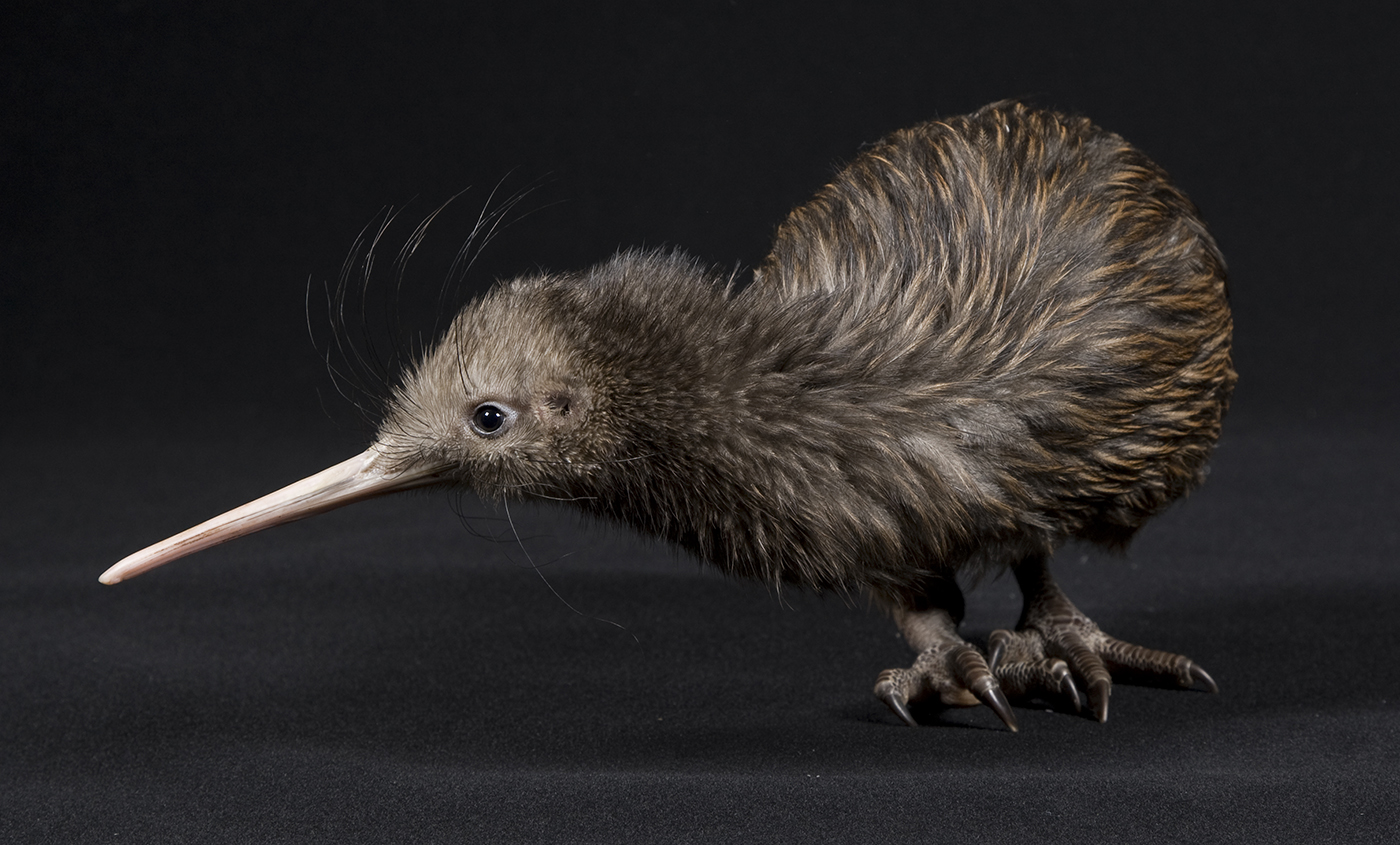 Птица киви фото и описание Watch: Kiwi Hatching Smithsonian's National Zoo and Conservation Biology Institu