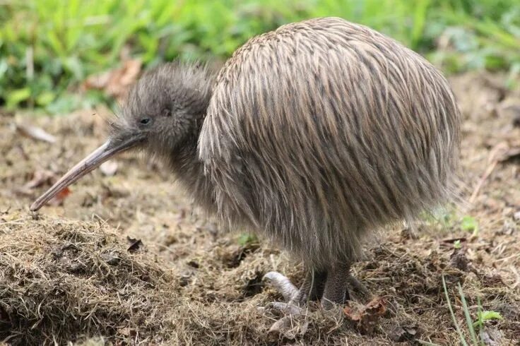 Птица киви фото и описание Southern Brown Kiwi (Apteryx australis) Южный киви Kiwi bird, Pet birds, Bird ph