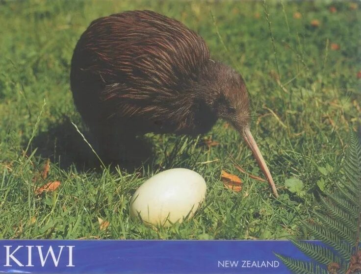 Птица киви фото и описание Postcard from my brother when he was in New Zealand earlier this month. Kiwi is 