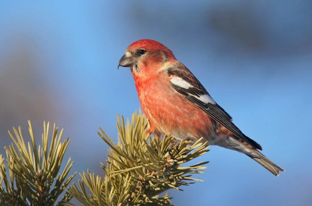 Птица клест фото и описание Italian officials busted for illegal songbird feast