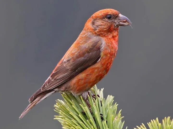 Птица клест фото и описание Red Crossbill Animal Database Fandom