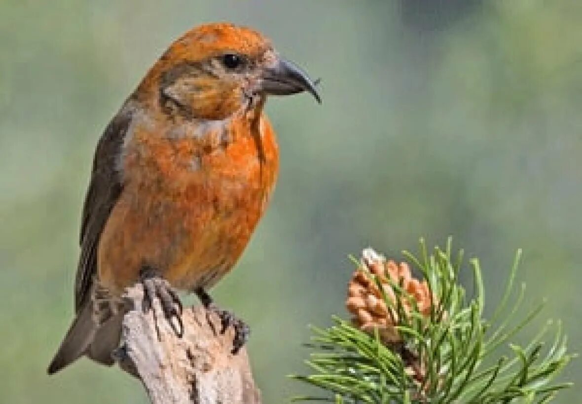 Птица клест фото самец Bird species declining in Canada, report says CBC News