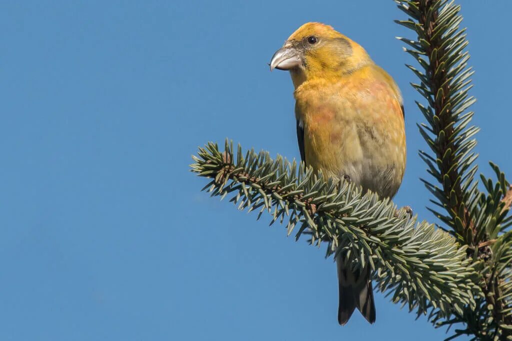 Птица клест фото самец Tim Melling - Crossbill - Mark Avery