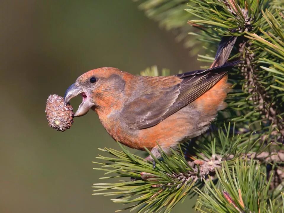 Птица клест фото самец Экологический ликбез