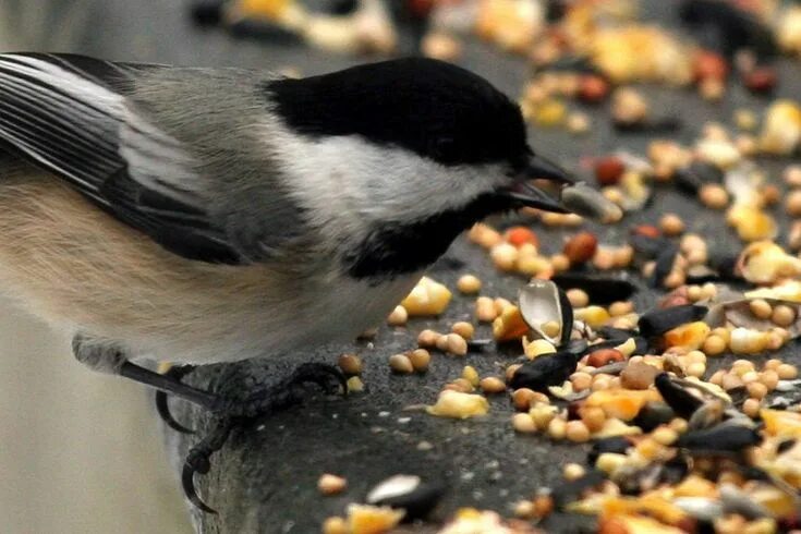 Птица клюет фото Top Tips for Feeding Birds in Winter Feeding birds in winter, Backyard birds, Bi