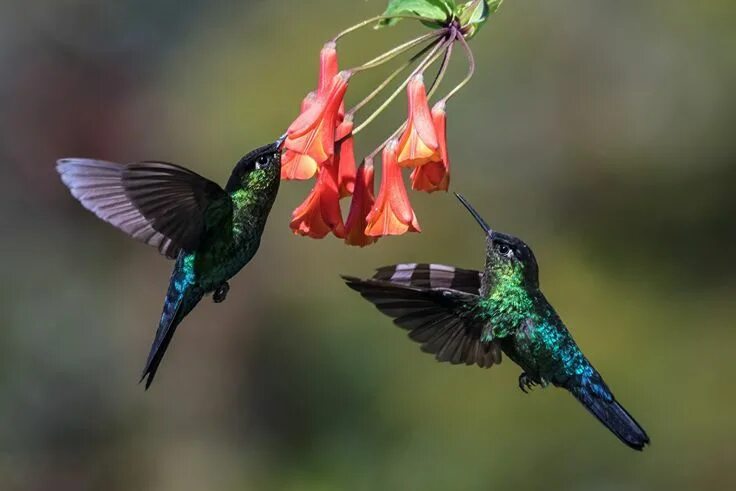 Птица колибри фото и описание Pin on birdies Animals of the world, Hummingbird wallpaper, Tropical birds