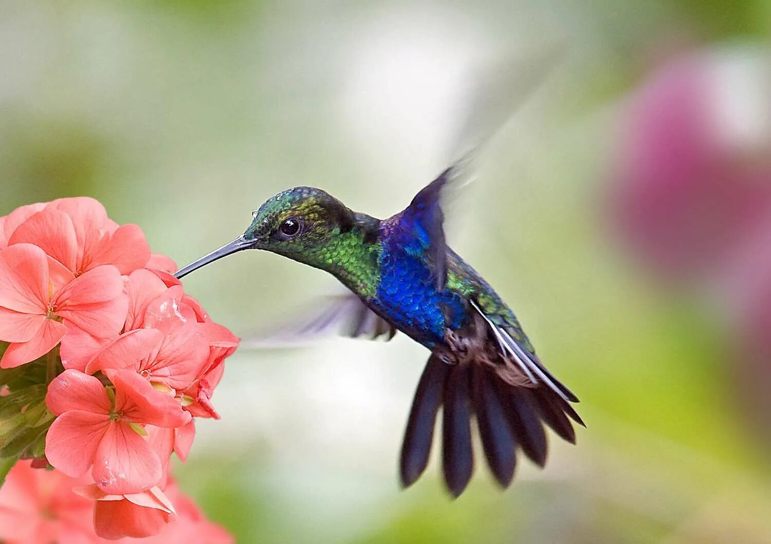 Птица колибри фото и описание 11 Vibrant Flowers That Attract Hummingbirds