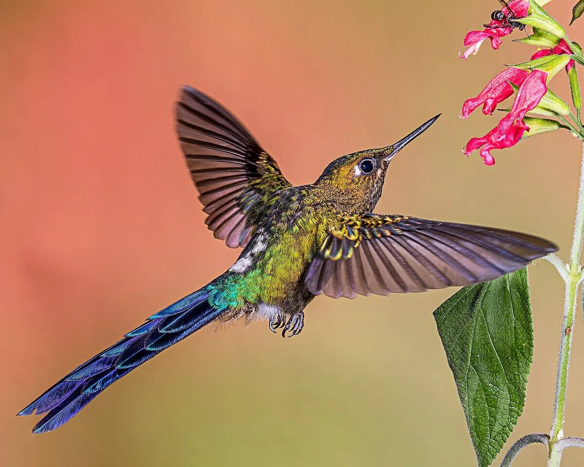 Птица колибри фото и описание Файл:Violet-tailed Sylph (24211026215).jpg - Википедия