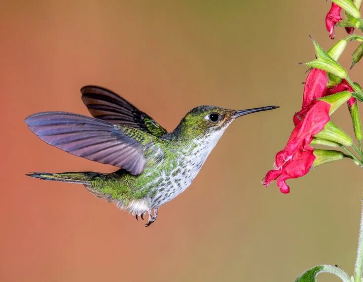 Птица колибри фото картинки Hummer Close-up Hummingbird pictures, Hummingbird, Red flowers