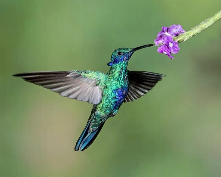 Птица колибри фото картинки Colibri, co-évolution, paysagisme Hummingbird pictures, Hummingbird, Bird