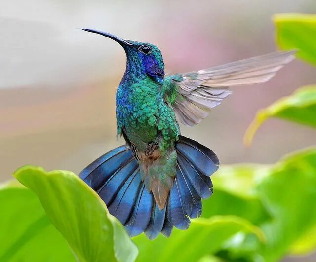 Птица колибри фото картинки Green Violet-Ear Hummingbird, San Gerardo de Dota, Costa Rica. Oiseaux exotiques