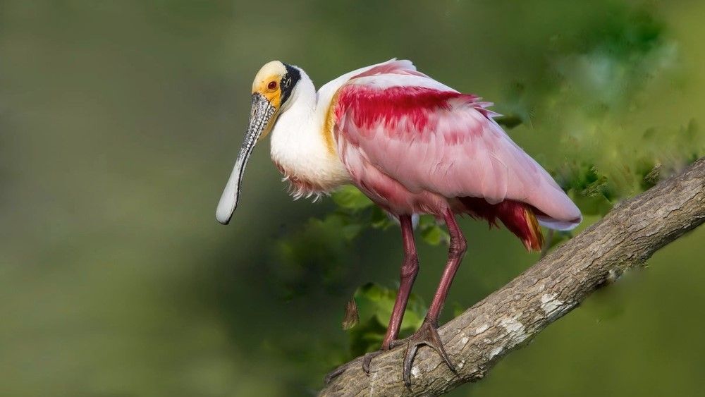 Eurasian spoonbill - Wikipedia