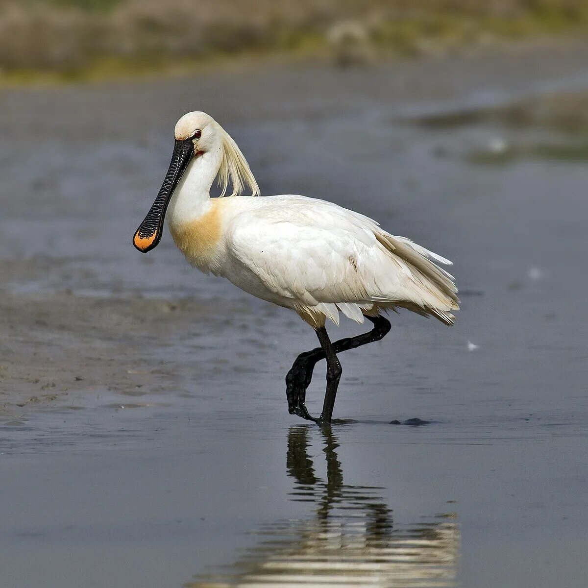 Птица колпица фото Eurasian spoonbill - Wikipedia