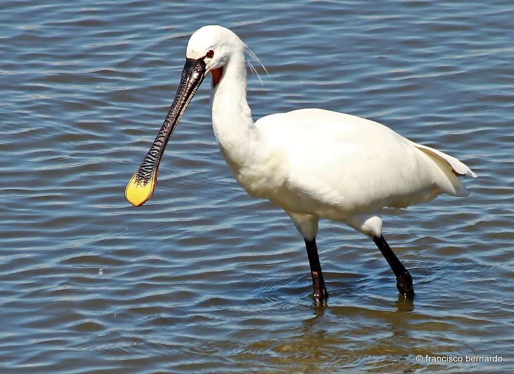 Птица колпица фото Colhereiro (Platalea leucorodia) - Common Spoonbill Flickr