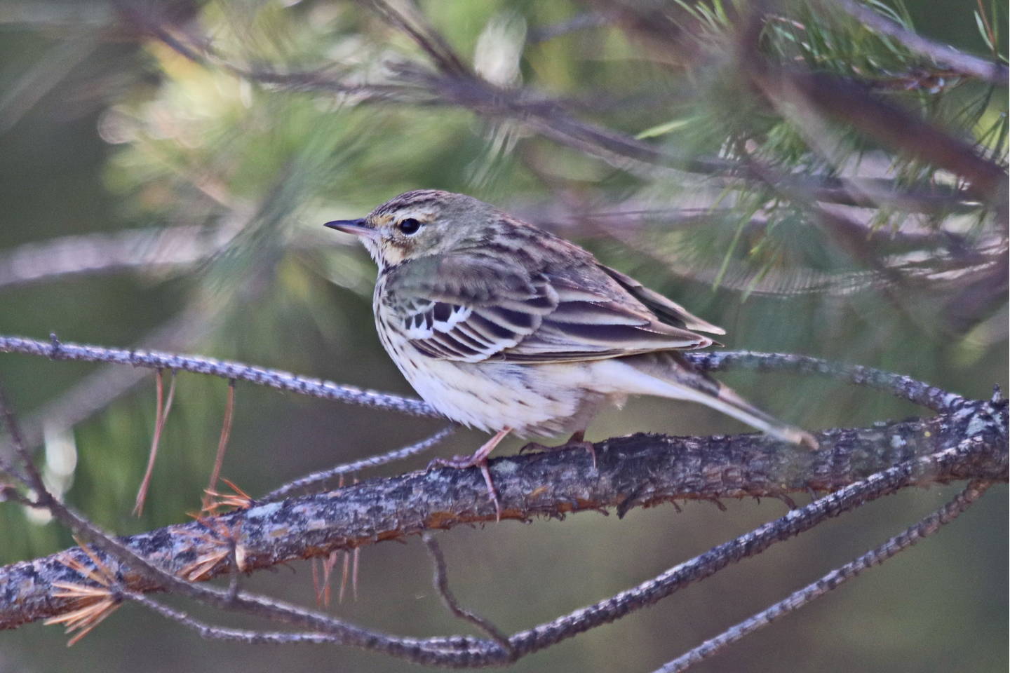 Птица конек фото и описание Лесной конёк (Anthus trivialis). Птицы Сибири.